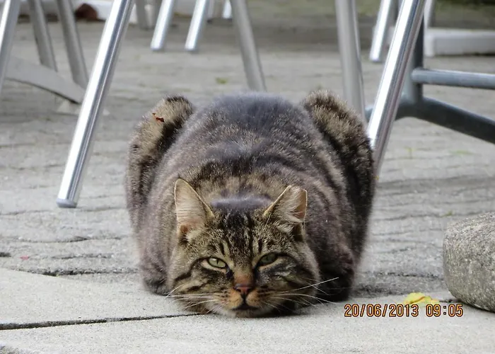 Affittacamere Ritterstuebli Hasliberg