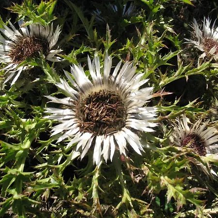 בית הארחה Ritterstuebli הסליברג