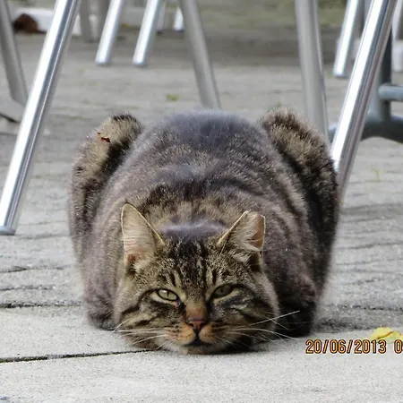 בית הארחה Ritterstuebli הסליברג